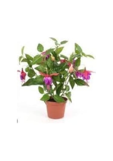Küpeli Çiçeği Fidanı 5-15 Cm Fuchsia