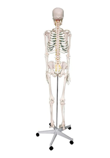Temel Büyük İskelet Modeli 160 Cm