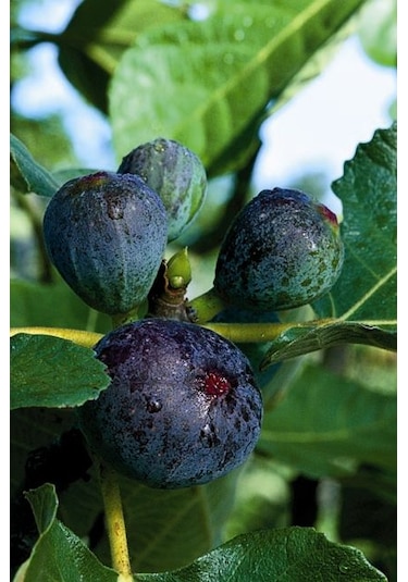 Mor Fatih İncir Fidanı 20-40 Cm Saksılı