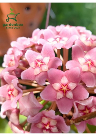 Hoya Carnnosa Pembe Renk Mum Çiçeği 10-20cm 1 Adet Saksılı