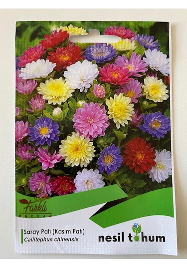 Kasımpatı Çiçek Tohumu SaraypatıKasım Patı 50 Adet