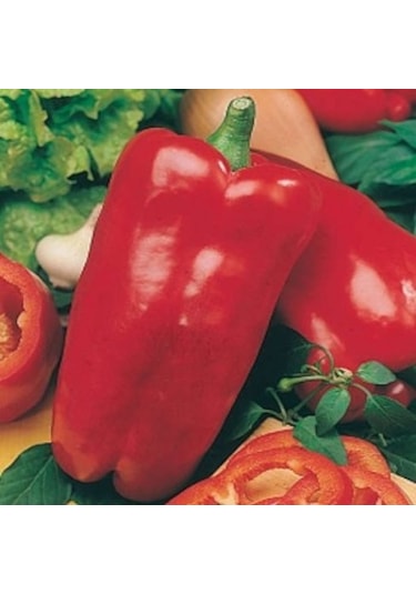 10+ İtalyan Nocera Rossa Kırmızı Tatlı Biber Tohumu