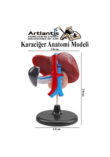 Karaciğer Anatomi Modeli 1 Adet Karaciğer Pankreas Ve Oniki Parmak Bağırsağı Maketi Anatomik Model Deney Bilim Tıbbi Model