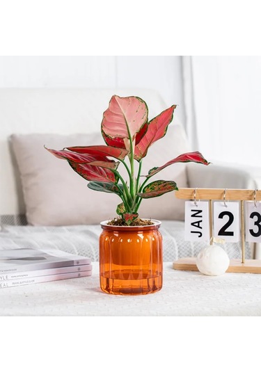 Etli Hidroponik Bitkiler Pot Kendi Kendine Sulandırma Flowerpot Kapalı Mini Ekici Tencere Masa Saksı Bahçe Bonsai Dekor