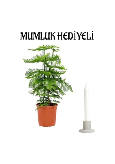 İnce Yapraklı Yeşil Salon Çamı Sevgililer Gününe Özel Mumluk Hediyeli