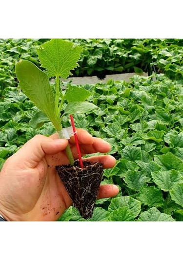 5adet Salatalik Fidesi 15-25cm Dikime Hazir