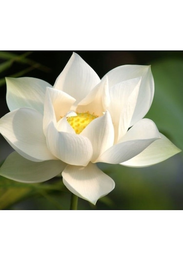 4 Renk Karışık Lotus Çiçeği Tohumu Tropikal Çiçek Tohumları 2 Adet Tohum