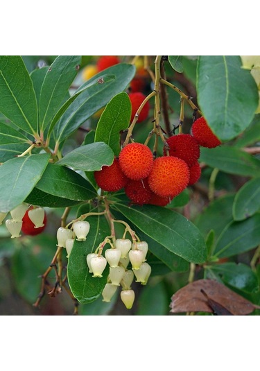 Tüplü Kocayemiş Fidanı