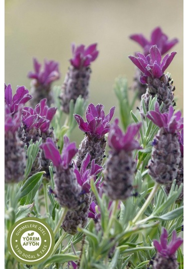 Erzincan Yöresinden Anadolu Nun Kokulu Cevheri Mor Mucize Karabaş Otu Lavandula Stoechas 40gr.