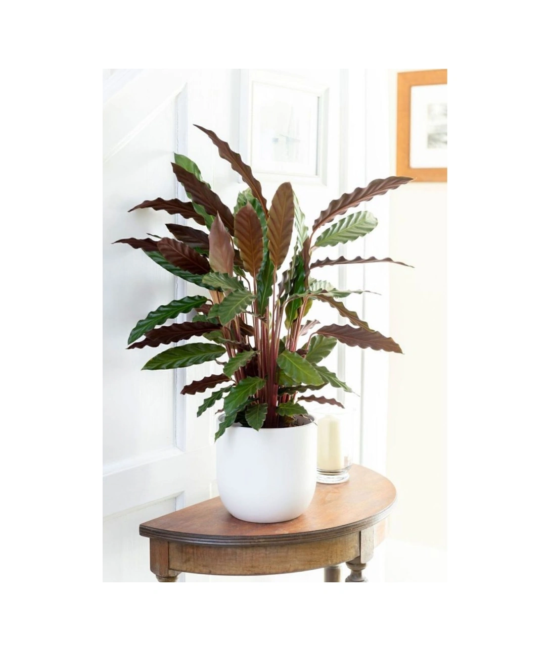 Calathea Rufibarba Wavestar Kalatya Dua Çiçeği Canlı Salon Bitkisi 20 - 40 Cm