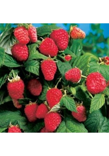 Ahududu Dikensiz Sarı+pembe+kırmızı 3 Adet