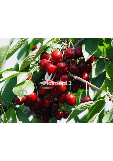 Kiraz North Wonder Fidanı