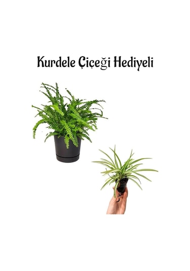 Öğretmenler Günü Hediyeli Aşk Merdiveni Bitkisi Kurdele Çiçeği Hediyeli Salon Bitkisi