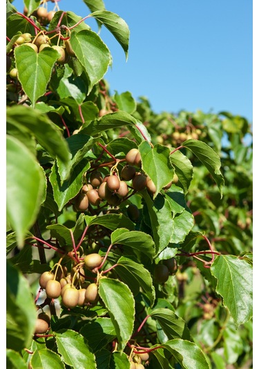 Mini Kivi Fidanı 3 Adet - Kens Red