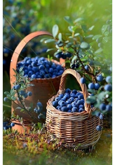 Bahçev2 Yaşında Tüplü Yaban Mersini Fidanı