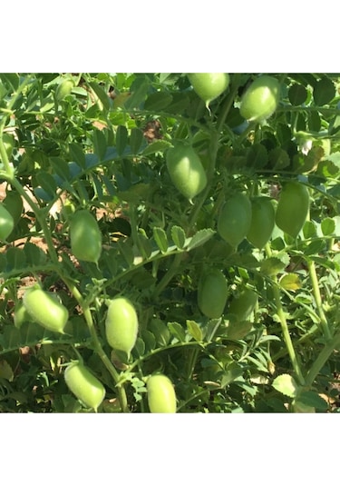 Eko Paket Nohut Tohumu Yeni Mahsül Geleneksel Nohut Tohumu 150 Adet Tohum