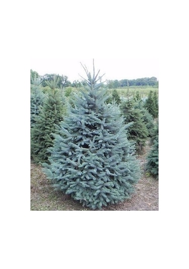 Mavi Ladin Picea Pungens Glauca 40 -60 Cm