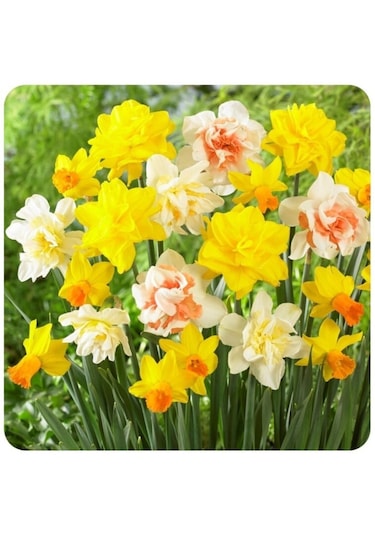 10 Adet Karışık Renkli Nergis Çiçeği Soğanı Kokulu