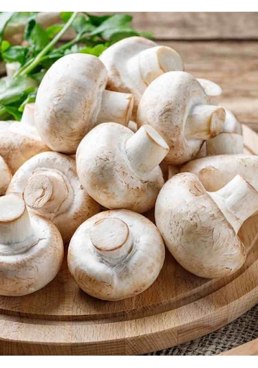 Kültür Mantarı Deneme Kiti Deneme Kompostu 2 Adet