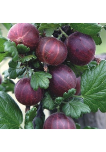 Dikensiz Ribes Uva Crispa Dikensiz Kırmızı Bektaşi Üzümü Fidanı Nadir Bitki