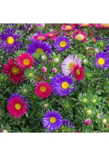 Kraliçe Papatyası Çiçeği Tohumu Papatya Tohumu Ekim Seti 10 Adet Tohum + Saksı + Toprak