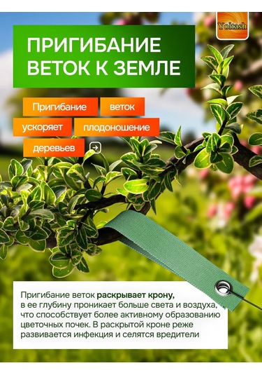 Yoltash Meyve Ağaçları İçin Dal Destekleyici 473581037