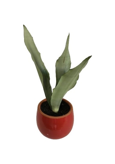 Dekoratif Toprak Saksıda Sansevieria Moonlight Sanseverya 35cm