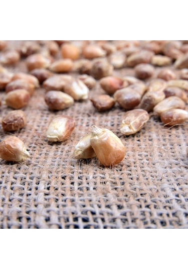 Zeki Özgür Gavurga Mısırı 1 KG