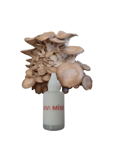 İstiridye Kavak Mantarı Sıvı Miseli Mantar Miseli Tohumu 30cc