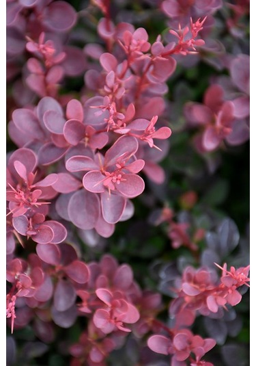 Kadın Tuzluğu Berberis Fidanı 2 Yaşında Tüplü