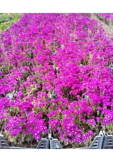 İzmir Güzeli Çiçeği 45 Adet