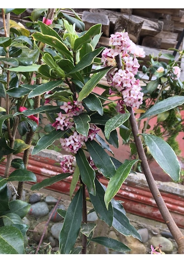 Kafkas Gülü Daphne Kokulu 20-35 Cm Tüplü