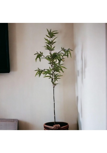 T.concept Dekoratif Yapay Bambu Dal 160 Cm 1 Adet