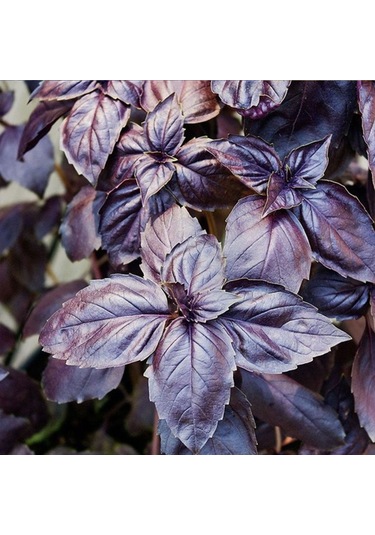 Bykurt Sunagri Mor Reyhan Tohumu - Aromatik Mor Renkli Bahçeler İçin Çekici Ve Lezzetli Mor Reyhan Tohumu