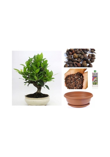 Defne Ağacı Bonsai Ekim Seti Tohum,toprak,saksı,bitki Besini