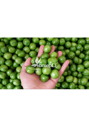 Erik Papaz Fidanı N11.486