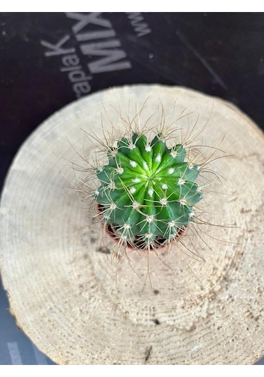Echinopsis Eyriesii Kaktüs