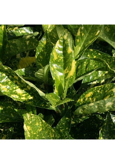 Japon Defnesi Fidanı, Bahçenize Renk Ve Şıklık Katın"2 Yaş Tüplü