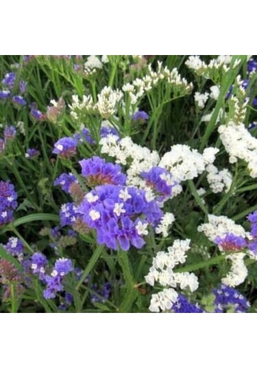 Deniz Lavantası Çiçeği Tohumu[10 Adet Tohum]