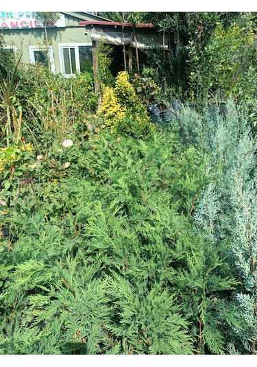 Leylandi Fidanı 40-60 Cm 5 Adet