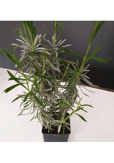 Angustifolia Lavanta Çiçeği Fidanı 10-20 Cm