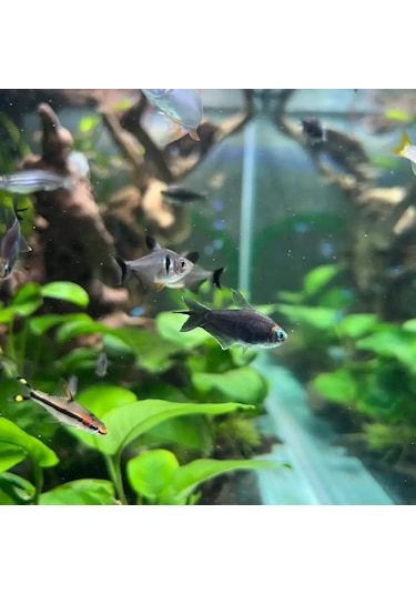 Shark Akvaryum Aydinlatma 4 Sira Osram Marka Ledli 566770147