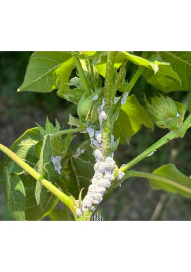 1 Lt Çiçekler İçin Pamuk Biti-sinek Ve Yaprak Biti-kırmızı Örm. İ