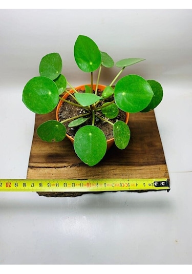 Pilea Salon Bitkisi Ke16