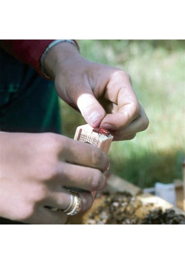 Xurunkeji Ahşap Kraliçe Arı Kafesi, Çok Fonksiyonlu Arı Kovanı Arı Kafesi Yetiştirme Kafesi Hücresi, Arı Kraliçesi Mahkumu, Arıcılık Aletleri