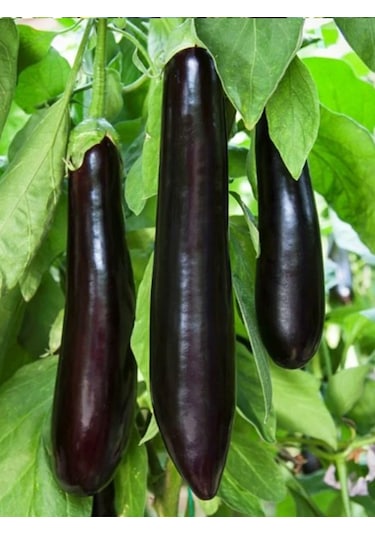 +50 Adet Kemer Patlıcan Tohumu