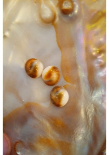 Yılancık Taşı Sifa Tası Canlı Yavru Dişi Ve Erkek Karışık 3 Adet 001