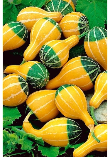Minyatür Süs Kabağı Tohumu Pear Bicolor Gourd