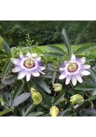 10 Adet Çarkıfelek Çiçeği Tohumu Passiflora Çiçeği Saksı Topraklı