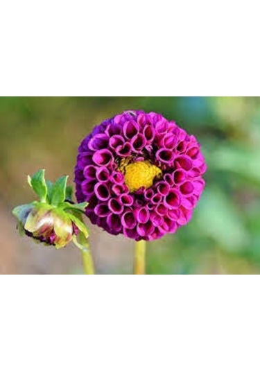 10 Adet Yıldız Çiçeği Tohumu Karışık Dahlia Yıldız Çiçek Tohumu S N114144